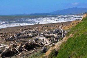 ocean beach with driftwood