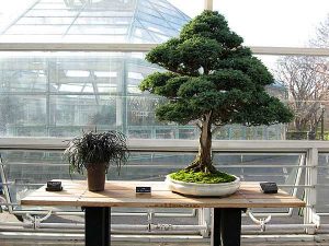 bonsai plant for home decorating