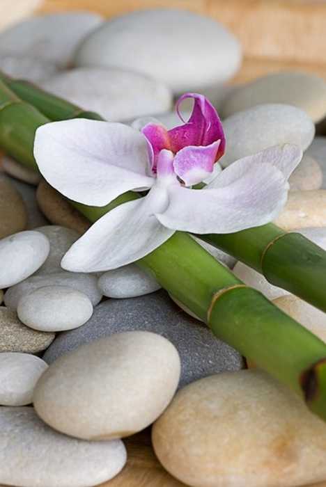 green bamboo sticks and orchid flower on beach pebbles