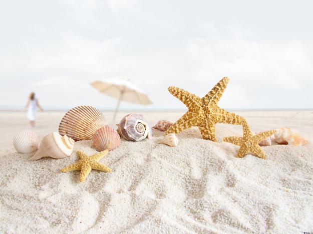 sea shells on sandy beach