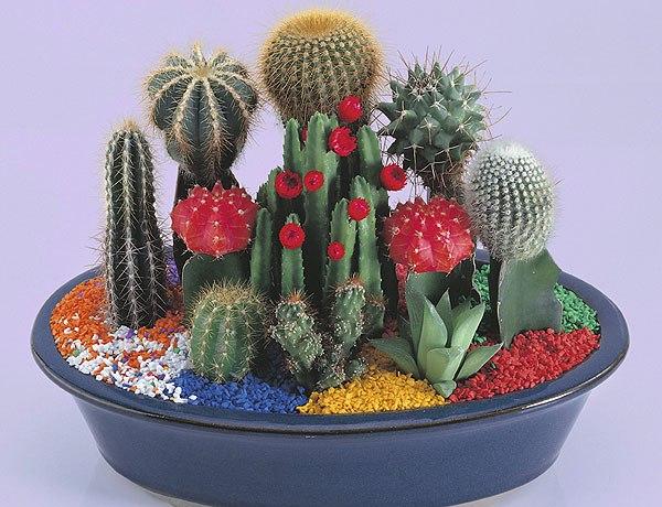 cacti flowering plants home decorating ideas 6