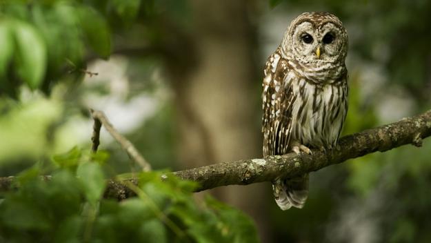 owls photography art