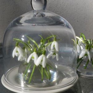 snowdrops spring flowers