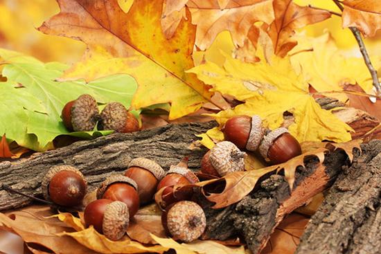 fall leaves acorns