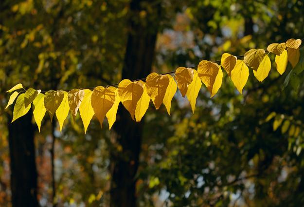 yellow leaves garland